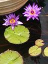 pond-summer-plant-floral-flower-605196.jpg