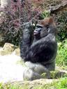 primate-gorilla-ape-lord-leader-72323.jpg