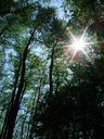 forest-light-shadow-sun-604955.jpg