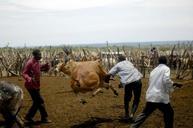 te-tugu-uganda-men-cattle-chasing-102578.jpg