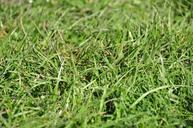 meadow-grasses-nature-213477.jpg