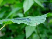 dragonfly-sheet-green-macro-nature-434957.jpg