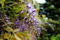 blue-rain-wisteria-flowers-blossom-334012.jpg