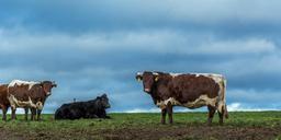 cows-farm-cow-animals-cattle-628456.jpg