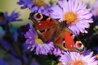 peacock-butterfly-butterfly-peacock-477442.jpg