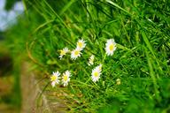 daisy-flower-blossom-bloom-white-1365851.jpg