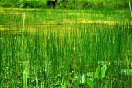 swamp-reeds-plants-green-garden-1431916.jpg