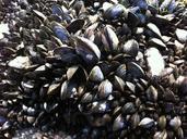 mussels-seafood-shellfish-mollusk-262444.jpg