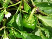 bell-pepper-plant-pepper-shrub-61733.jpg