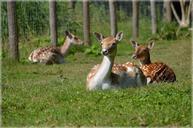 deer-ungulate-fallow-deer-ruminant-219935.jpg