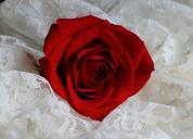 red-rose-blossom-petals-love-floral-72412.jpg