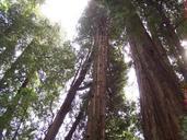 Sun through the redwoods.jpg