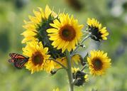 sunflowers-flowers-yellow-plants-208207.jpg