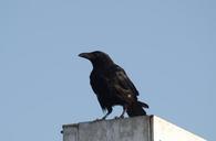 raven-bird-black-nature-raven-bird-417281.jpg