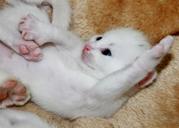 young-kittens-sweet-pet-baby-cat-1359557.jpg