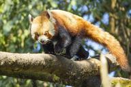 red-panda-wild-nature-animal-799600.jpg