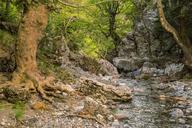 Undergrowth and stream Drymona Euboea Greece.jpg