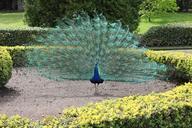 peacock-blue-bird-feather-green-557191.jpg