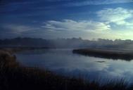 Salt marsh in a tidal river estuary.jpg