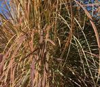 grass-ornamental-plant-nature-1039267.jpg