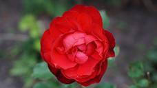 red-rose-flowers-out-without-190182.jpg