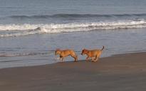 puppy-beach-sand-playing-pet-dog-631329.jpg