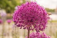 purple-flower-allium-blooming-882161.jpg