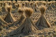 straw-rice-grain-field-farm-rural-230112.jpg