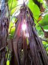 banana-shrub-banana-palm-tree-light-475647.jpg