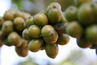 coffee-beans-green-unripe-plants-61894.jpg