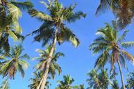 palm-trees-palms-tropical-nature-383504.jpg