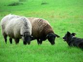 Sheep and sheep dog.jpg