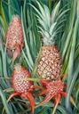 north_wild_pine_apple_flower_fruit_borneo_1876.jpg