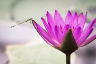 lotus-pond-damselfly-summer-613909.jpg