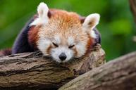 red-panda-sleeps-rest-cute-tired-1194504.jpg