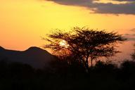 sunset-east-sun-acacia-africa-650618.jpg