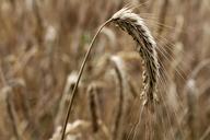 barley-cereals-barley-field-spike-1607085.jpg