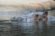 hippo-swim-animals-1207351.jpg