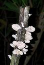 fungi-bracket-fungi-shelf-fungi-1405362.jpg