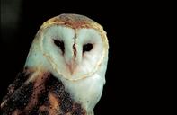 barn-owl-predator-bird-bird-of-prey-541159.jpg