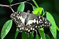 lime-butterfly-papilio-demoleus-327867.jpg