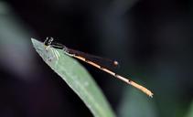 damselfly-insect-insectoid-winged-1537925.jpg