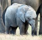 elephant-elephant-baby-calf-534830.jpg