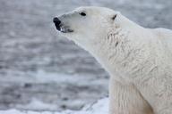 polar-bear-bear-wild-arctic-mammal-404315.jpg