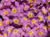 primrose-cowslip-plant-garden-5902.jpg