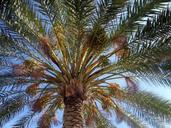 palm-nature-summer-tropical-515567.jpg