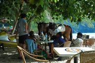 malaysia-beach-horse-173623.jpg