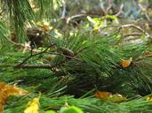 undergrowth-pine-spruce-iglak-1704188.jpg