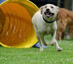 labrador-agility-tunnel-puppy-672772.jpg