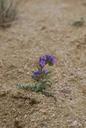 Purple flowering north park phacelia phacelia formosula.jpg